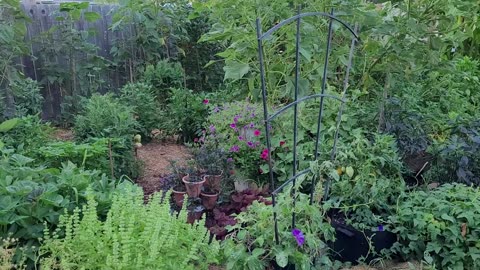 At Look Back at What the Garden Looked Like in Mid July