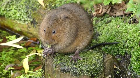 Water Voles Don't Like Eating Insect Larva!