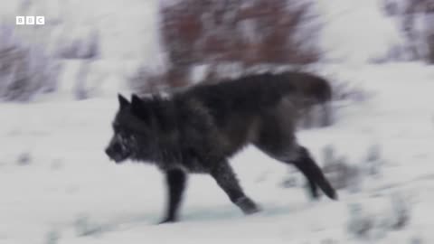 Hungry Wolf Pack Trap Elk / Yellowstone / BBC Earth