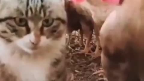 funny and cute cats