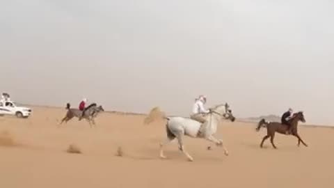 Majestic Arabian Horse Racing: Thrills and Grace in Motion!