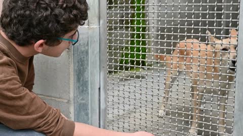 A Caucasian boy is crouched in front of a dog's cage he tries to reassure him by talking to him