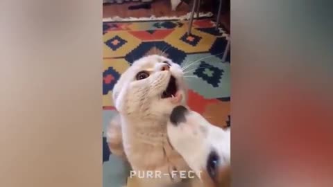OMG So Cute FUNNY AND CUTE CAT VIDEOS TO START YOUR NEW YEARFunniest Cats and Dogs