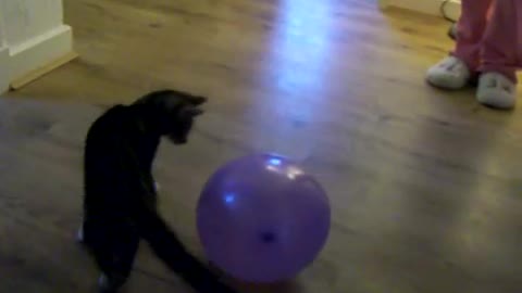 funny cats statics baloons