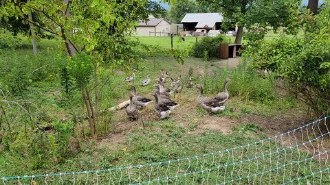 Week 13 duck and goose update, getting big.