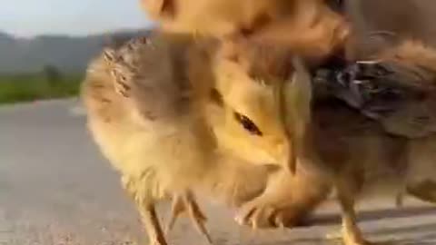 Cute puppy with adorable chick_s -- ---- _cute