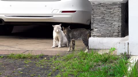 two cats looking at each other angrily
