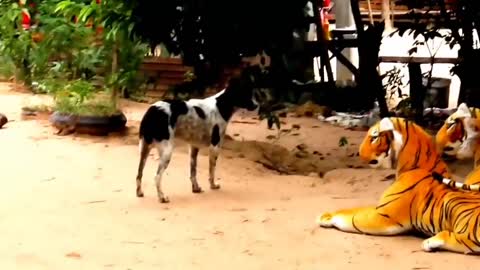 Fake Tiger Vs Dog Prank Video Funny moments