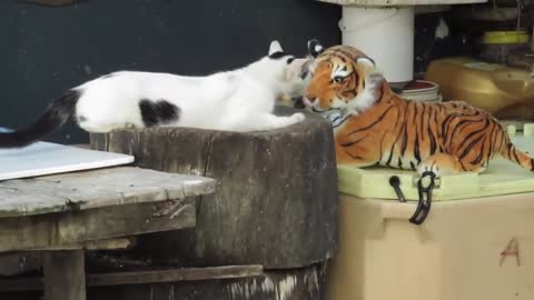 Trolling cats with fake tigr. Prank