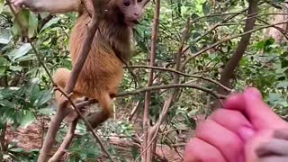 Cute little monkey 2