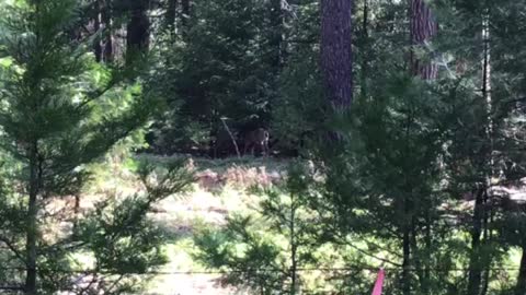 A couple of deer in the woods