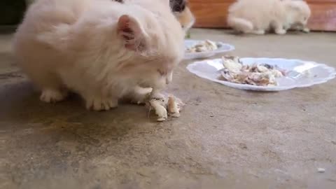 The Sound of a Kitten asking to Eat Fish