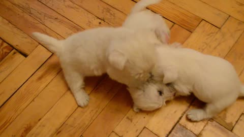 white fluffy cute baby sharks West Highland White Terrier