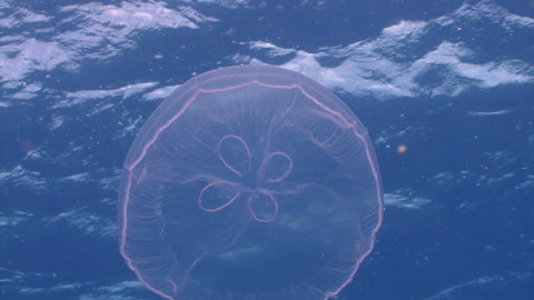 cool looking jelly fish , transparent jelly fish