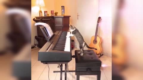 Notty cat video|| trited instruments by cat
