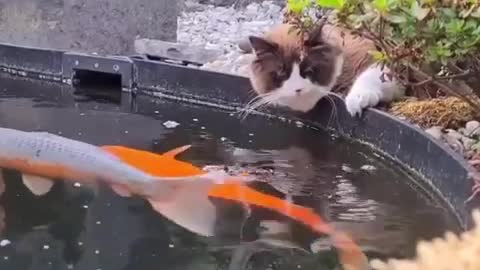 Cat and fish. 🐈‍⬛🐡🐠