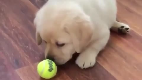 Dogs play with toys