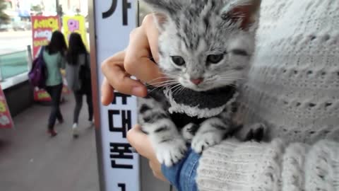 뽀뽀하고 싶을 정도로 귀엽고 예쁜 새끼 고양이 A cute, pretty kitten Jeonju Hanok village KOREA