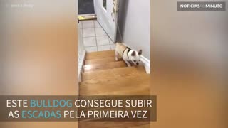 Bulldog comemora ao subir as escadas pela primeira vez