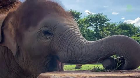 Baby elephant adorably tries to eat leaves like his mother