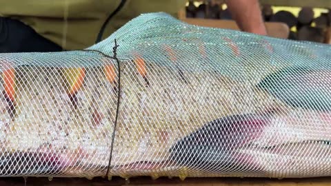 Giant Fish With Juicy Oranges Baked In An Underground Tandoor!