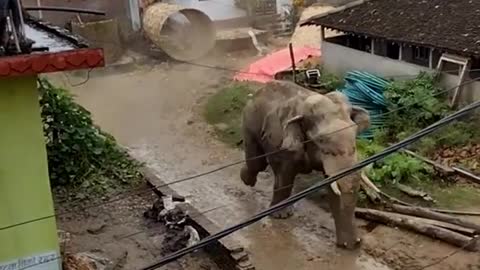 Angry Elephant