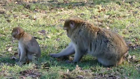 Cut baby of monkey finding food on the grass with his mother