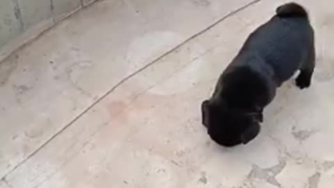 Puppy playing with ball,little puppy