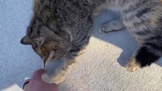 Petting a Frisky Tabby Cat