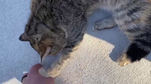 Petting a Frisky Tabby Cat