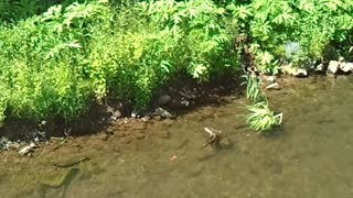 2 Muskrats playing in the water.Must be mother and child. June1,2021 German Holiday. Video