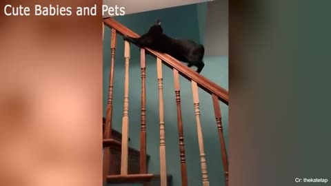 Crazy Cat Antics!