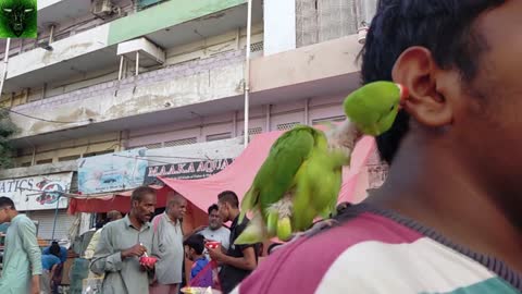 Funny baby parrot playing