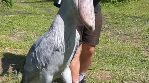 THIS IS THE SHOEBILL STORK!