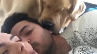 Dog Wants Kisses Too