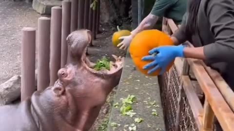 Delicious pumpkin!