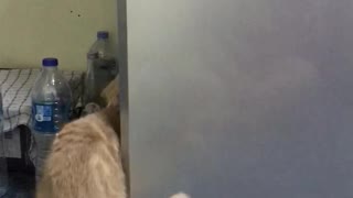Cat Seeks Cool Refuge in Refrigerator