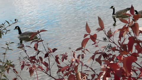 Ducks Enjoys Lake Time With Red Rose
