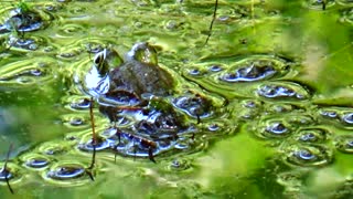 Bullfrog