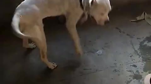 Pitbull dog is happy and wants to go out when he meets his owner again