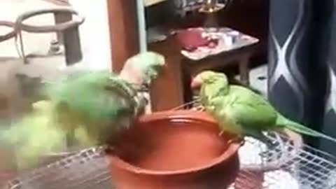 Cute parrots taking bath