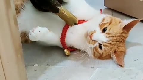 Cat and Duck Love