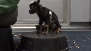 Adorable Nigerian Dwarf Goat Prances Around Enclosure