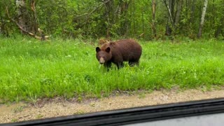 Mama bear and cub in nature