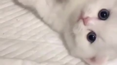 Cute cats video that will make you love them even more