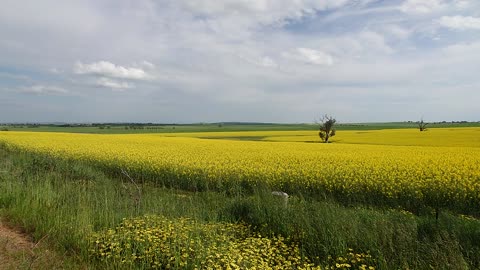 Canola field in bloom