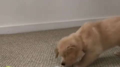 lets watch cute Golden Retriever Puppies