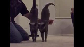 Cool Slow Motion Dual Cat Jump!