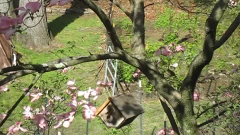 Wren building its nest