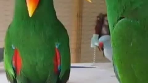 Parrot whistles and dances and talking funny beautiful Parrot